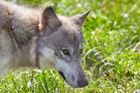 Alert Grey Wolf in Lush Indiana Landscape, Wolf Park 2016 - A Study in Wildlife Conservation and Natures Beauty