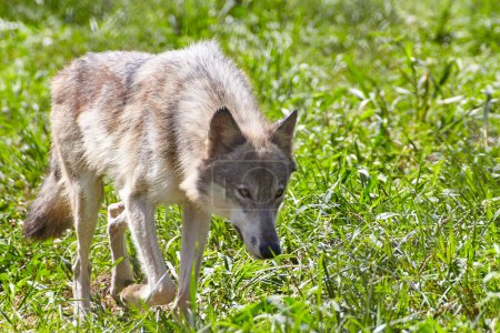 Alert grey wolf tracking in sunlit grassland, Battle Ground, Indiana, symbolizing wildlife conservation