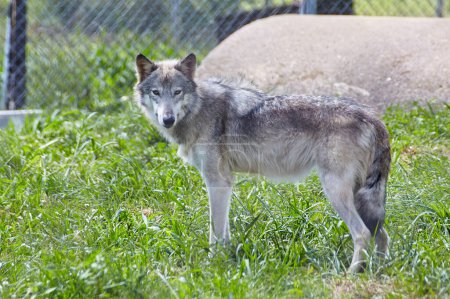 Alerta lobo gris en césped exuberante en Wolf Park, Battle Ground, Indiana, 2016 - Un saludo a la conservación de la vida silvestre