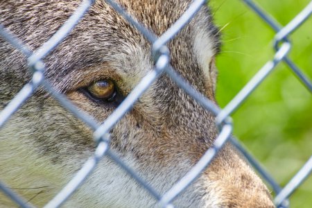 Vista de cerca de un ojo de lobo detrás de una cerca de eslabones de cadena, que representa temas de cautividad y conservación de la vida silvestre, tomada en Wolf Park, Indiana, 2016.