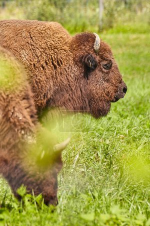 Sereno bisonte en exuberante vegetación en Wolf Park, Indiana