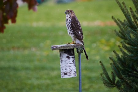 Juvenile hawk perched on rustic birdhouse in a tranquil Fort Wayne garden, displaying its stunning plumage amid an overcast 2016 day.