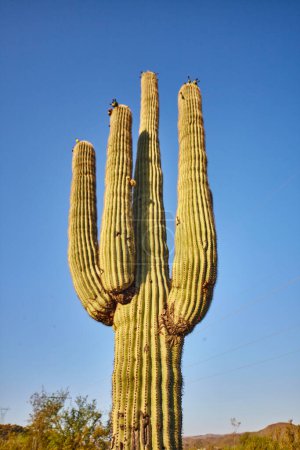 Téléchargez les photos : Saguaro Cactus dominant le paysage du désert à Sedona, Arizona sous un ciel bleu clair - en image libre de droit