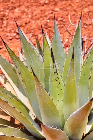 Nahaufnahme einer widerstandsfähigen Agave-Pflanze in der Wüste Arizonas mit scharfen Kanten und Wassertropfen auf wachsartigen Blättern unter warmem Sonnenlicht.