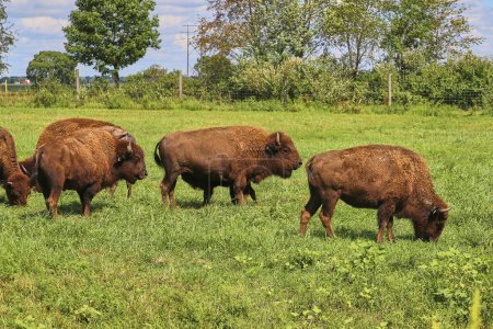 Amerikanische Bisons weiden auf der grünen Weide, Wolf Park, Indiana, 2016 - Ein Symbol für den Schutz der Tierwelt