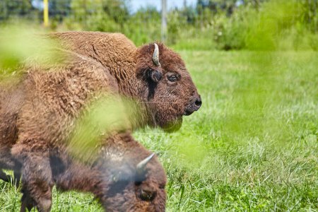 Primer plano de un bisonte sereno en un exuberante pasto verde en Wolf Park, Indiana, que encapsula la conservación de la vida silvestre y la belleza natural en 2016.