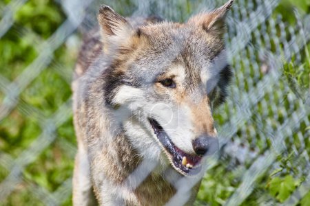 Ausdrucksstarker Wolf hinter Zaun bei Tageslicht im Indiana Wolf Park, 2016 - Eine Studie zum Naturschutz
