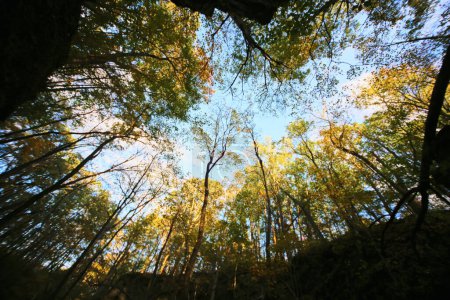 Téléchargez les photos : Canopée forestière ensoleillée dans la forêt d'État de la rivière Salamonie, Indiana, mettant en évidence les teintes et la croissance automnales - en image libre de droit