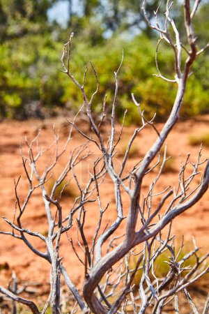 Foto de Arbusto blanqueado por el sol en el árido desierto de Arizonas, que simboliza la resiliencia y el cambio ambiental, capturado en 2016 en el Puente de los Diablos, Sedona - Imagen libre de derechos