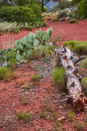 Prickly Pear Cacti and Fallen Tree on Red Desert Trail, Sedona, Arizona, 2016 - Peaceful Daytime Scene