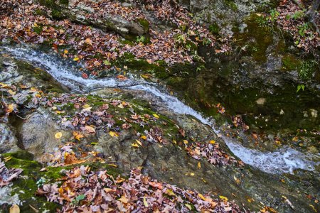 Téléchargez les photos : Sérénité d'automne à Salamonie River State Forest, Indiana - Tranquille ruisseau sur lit rocheux avec des feuilles d'automne colorées - en image libre de droit