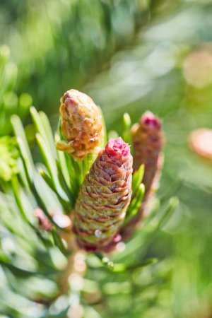 Vivid Macro Shot of Young Pine Cone Amidst Green Foliage in Springtime, Fort Wayne, Indiana, 2017