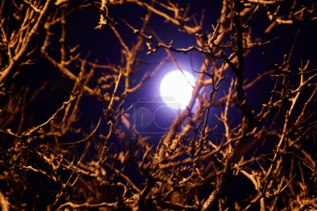 Foto de Luna llena iluminando ramas desnudas de árboles contra un cielo azul oscuro en Fort Wayne, Indiana, 2016 - Una serena representación de la belleza natural en la noche. - Imagen libre de derechos