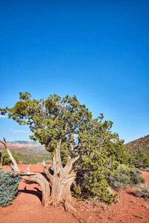 Foto de Árbol resistente del desierto de pie en el vibrante paisaje de Sedona, Arizona 2016, que muestra la belleza escarpada del suroeste americano - Imagen libre de derechos
