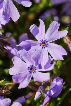 Photo for Vibrant Macro Shot of Delicate Purple Spring Flowers in Fort Wayne, Indiana - Royalty Free Image