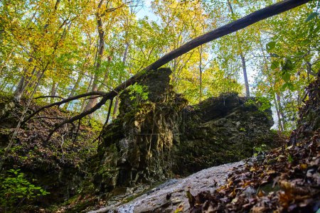 Téléchargez les photos : Splendeur d'automne dans la forêt d'État de Salamonie River, Indiana - Un arbre tombé forme un pont naturel sur un affleurement rocheux accidenté recouvert de mousse près de Three River Falls, capturant la beauté tranquille de - en image libre de droit