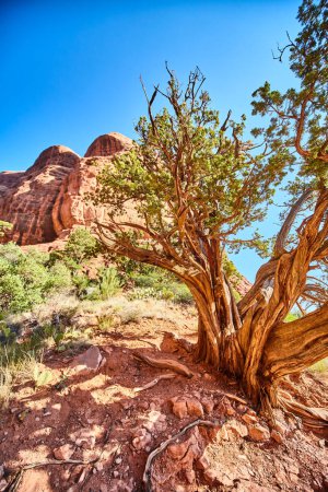 Lebendig grüner Baum steht widerstandsfähig in der warmen, trockenen Landschaft von Cathedral Rock, Sedona, Arizona, unter einem klaren blauen Himmel, 2016