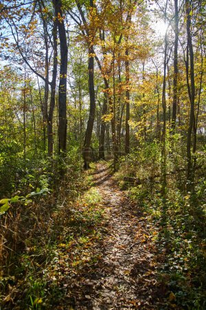 Téléchargez les photos : Lumière du soleil d'automne dorée sur un sentier boisé tranquille dans la forêt d'État de la rivière Salamonie, Indiana, 2016 - en image libre de droit
