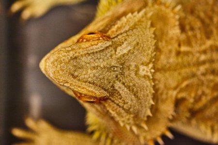 Close-up of Bearded Dragon at 2017 Comic Con in Indianapolis, showcasing intricate scale pattern in warm desert hues