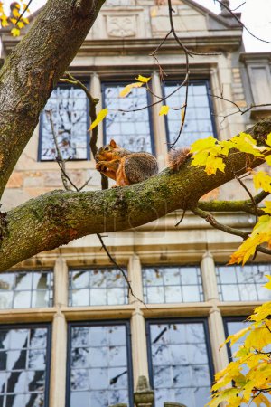 Autumn squirrel perched on a tree with yellow leaves, University of Michigan campus in background
