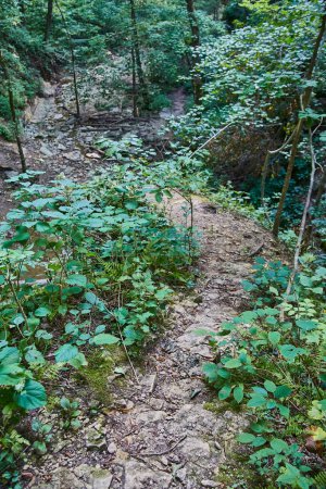 Rustic footpath through lush, verdant Indiana forest, a serene and untouched wilderness inviting exploration and adventure, Salamonie River State Forest, 2017.