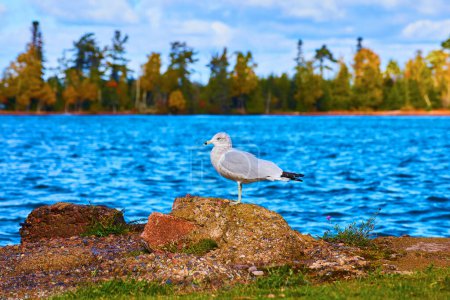 Gaviota serena en Lakeside en otoño, Michigan, Lago Superior - Escena de naturaleza tranquila