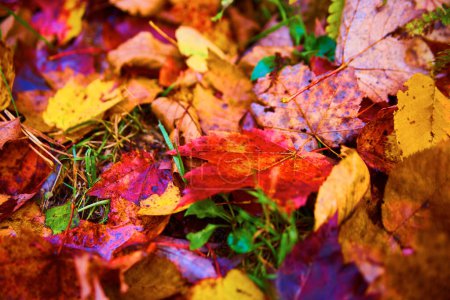 Tapisserie d'automne à Hungarian Falls, Michigan 2017 - Vue rapprochée des feuilles d'automne sur le sol