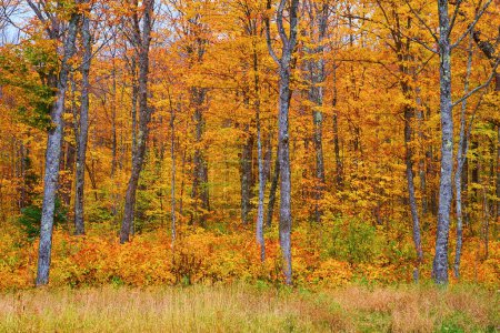 Lebendige Herbstwald-Szene in LAnse Township, Michigan mit gestapeltem Cairn inmitten von Herbstlaub