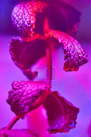 Gros plan sur les feuilles de plantes texturées sous le magenta et l'éclairage violet dans un cadre intérieur, Fort Wayne, Indiana, 2017 - Une exploration captivante de la botanique et des effets de lumière.