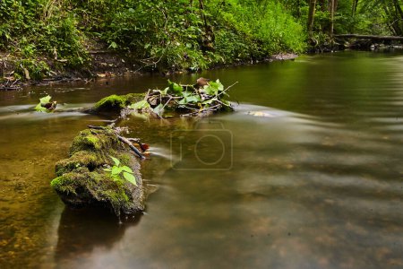 Serene Forest Stream in Bicentennial Acres, Indiana - A tranquil scene of continuous water flow over a moss-covered log, surrounded by lush woodland, captured in 2017.