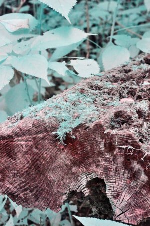 Détail de la bûche moussue dans la forêt bicentenaire d'Acres, Indiana, Infrarouge Nature Fermer, 2017