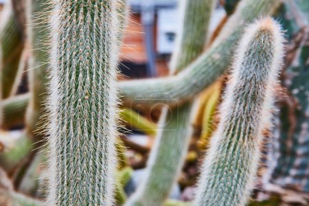 Close-up view of textured cactus at Matthaei Botanical Gardens in Michigan, showcasing natures resilience in arid environments