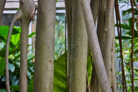 Nahaufnahme diverser Baumstämme im Matthaei Botanical Gardens, Ann Arbor, Michigan, die natürliche Muster in einer ruhigen, üppigen Gartenlandschaft in Innenräumen zeigen.