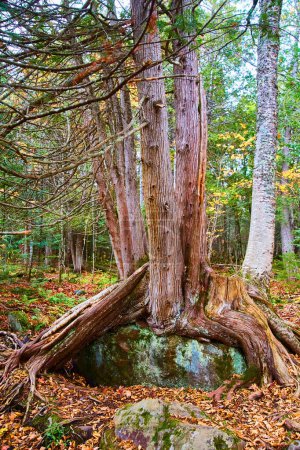 Resilient tree engulfing boulder in autumnal Michigan forest, demonstrating natures tenacity and adaptability
