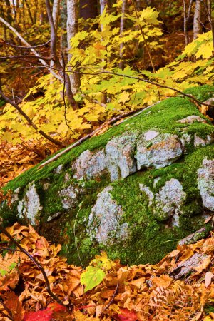 Vibrant Autumn in Keweenaw, Michigan - Mossy boulder amidst a carpet of colorful fall leaves in a serene forest