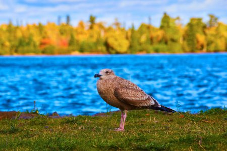 Juvenile Seagull on Vibrant Grass at Lake Superior, Michigan during Autumn 2017