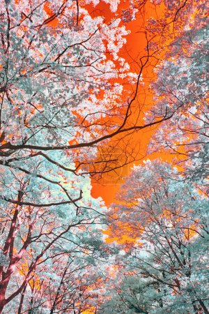 Vue infrarouge de Michigans Vibrant Autumn Forest Canopy