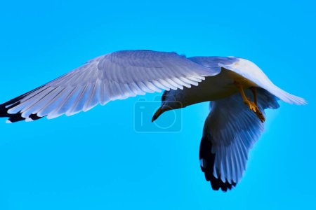 Seagull soaring in clear blue sky over Copper Harbor, Michigan in fall 2017, showcasing natural beauty and freedom