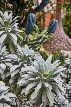 Close-up of Lambs Ear leaves in lush Matthaei Botanical Gardens, Michigan, with backdrop of diverse cacti and serene garden path