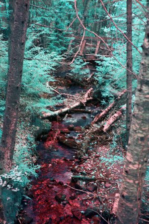 Surreale Infrarot-Herbstszene mit Krickenten und rotem Strom im Michigan Tahquamenon Falls Forest