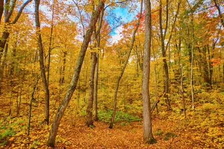 Dichter Herbstwald in Keweenaw, Michigan mit lebendigem Laub und einem Teppich aus abgefallenen Blättern, der die Schönheit der Natur im Herbst 2017 veranschaulicht.