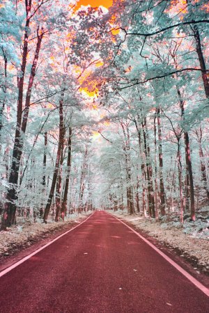 Magie infrarouge sur Michigans Tunnel of Trees Road, automne 2017 - Voyage onirique dans une forêt rose surréaliste