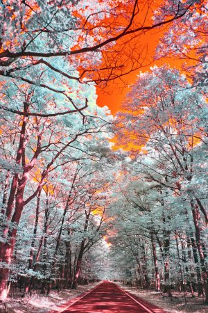 Paysage d'automne infrarouge surréaliste sur le tunnel de la route des arbres à Harbor Springs, Michigan