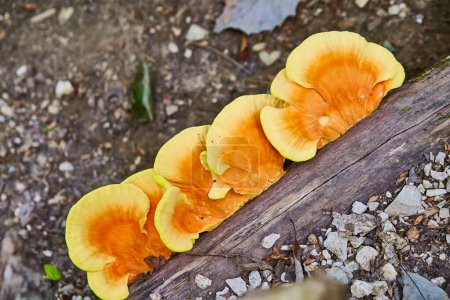 Photo for Vibrant orange mushrooms on decaying log, Spring Mill State Park, Indiana, 2017 - a close-up exploration of woodland decay and regeneration - Royalty Free Image