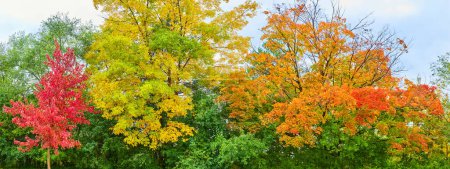 Vibrant Autumn Panorama in Michigan, Showcasing Diverse Foliage Colors under Overcast Sky