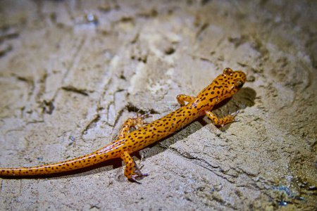Vivid Orange Salamander in Motion at Spring Mills State Park, Indiana - A Dynamic Study of Wildlife and Conservation