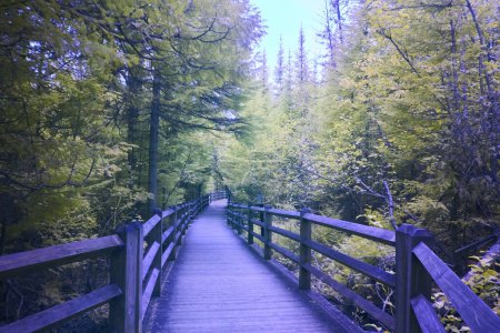 Serene Wooden Boardwalk Through Dense Forest, Tahquamenon Falls Trail, Michigan, Fall 2017