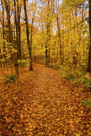 Serene Autumn Walk in Michigans Canyon Falls Forest, 2017 - Leaf-Covered Path Amidst Vibrant Fall Foliage