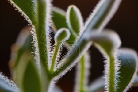 Macro view of a vibrant succulent plant showcasing detailed fuzzy stems, captured in Fort Wayne, Indiana in 2017