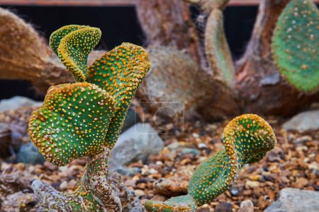 Vibrant Green Cactus in Rocky Desert Landscape at Matthaei Botanical Gardens, Michigan